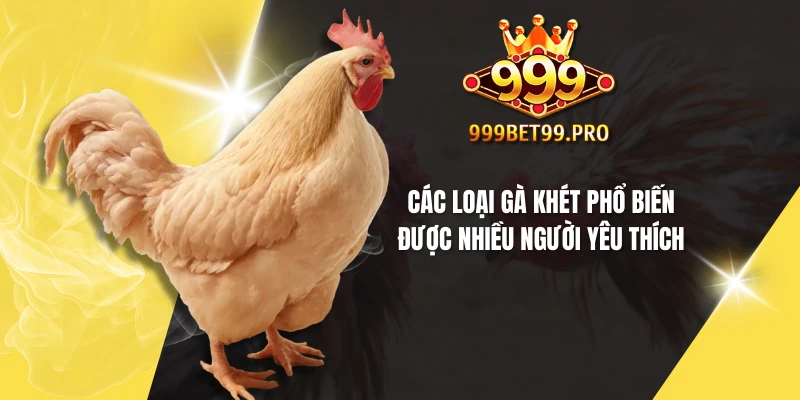 Các loại gà khét phổ biến được nhiều người yêu thích
