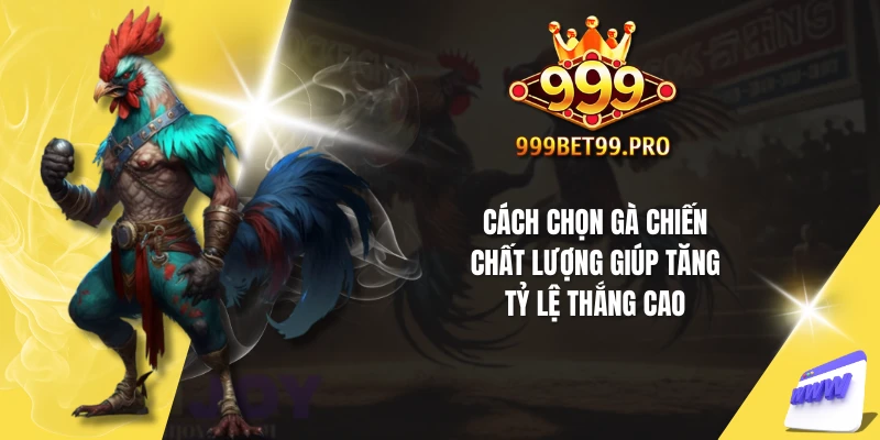 Cách chọn gà chiến chất lượng giúp tăng tỷ lệ thắng cao