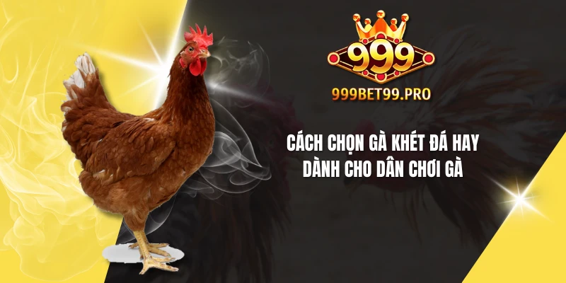 Cách chọn gà khét đá hay dành cho dân chơi gà