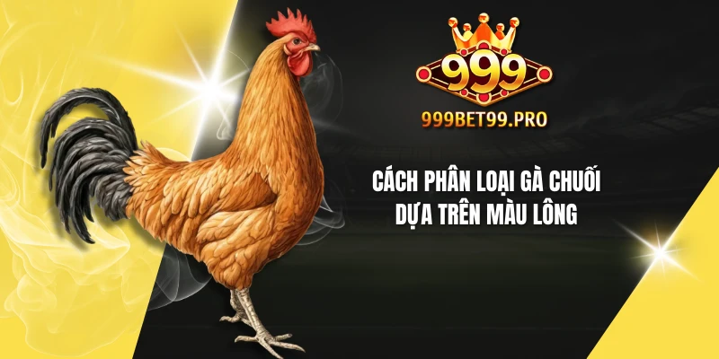 Cách phân loại gà chuối dựa trên màu lông