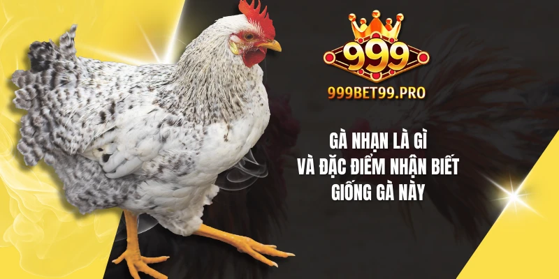 Gà nhạn là gì và đặc điểm nhận biết giống gà này